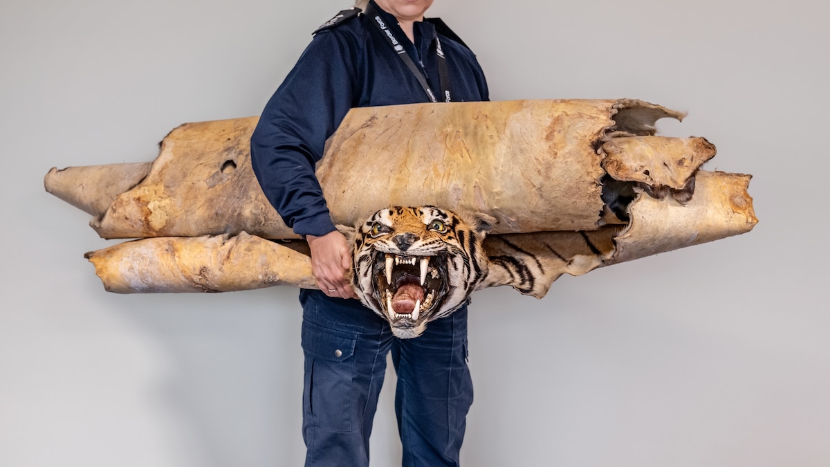 Can CSI tactics stop a $23 billion poaching industry?