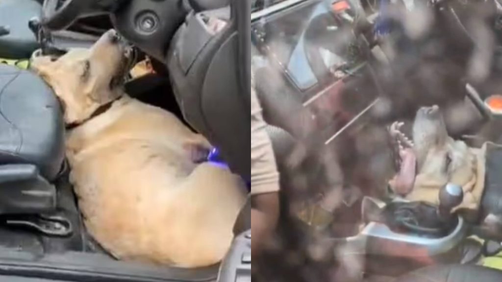 Family Goes To Temple In Vrindavan Locking Dog In Car, Pet Dies Of Extreme Heat And Suffocation