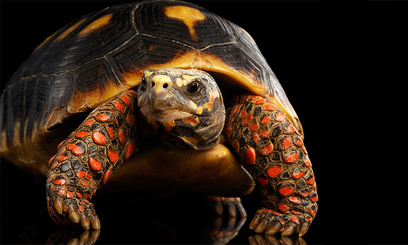 The Inner Worlds of Reptiles