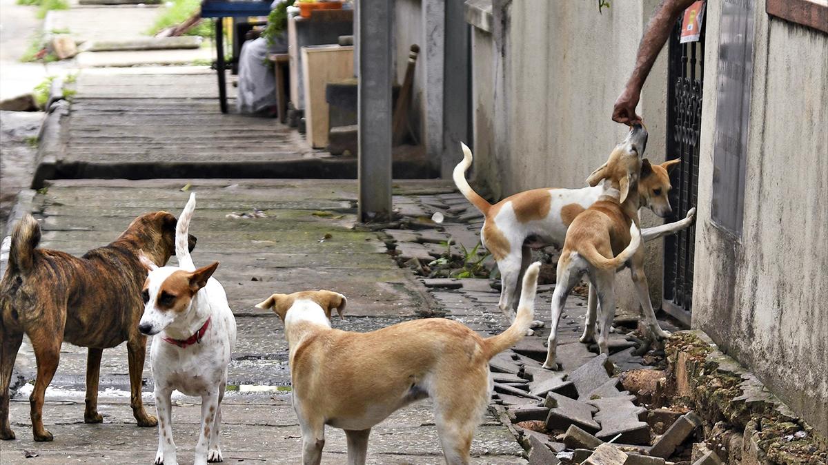 bbmp-calls-for-tenders-to-feed-4,000-stray-dogs-one-meal-a-day-in-bengaluru-city