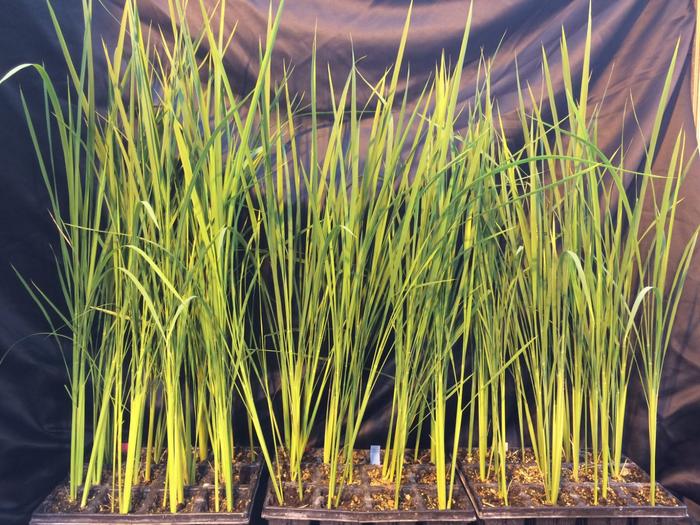 Moon-Rice Could Soon Sprout in Space, Adding a Fresh Ingredient to Astronauts’ Diets