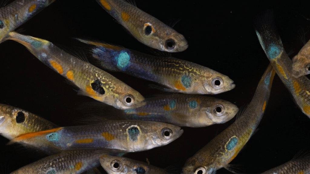 Orange male guppies are hornier