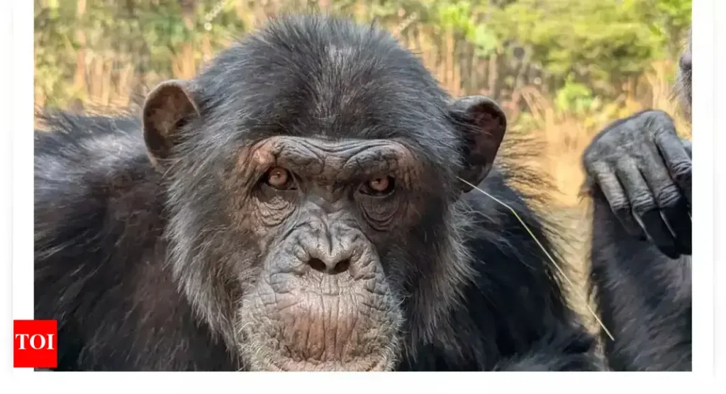 Chimpanzees launch the wildest fashion trend of 2025: Grass accessories!