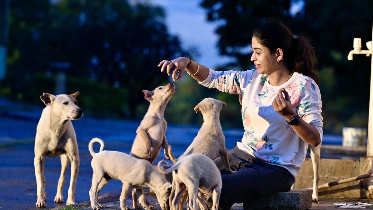 bbmp-chicken-rice-plan:-bengaluru’s-plan-to-feed-stray-dogs-leaves-internet-divided