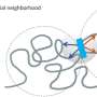 Cutting to the core of how 3D structure shapes gene activity
