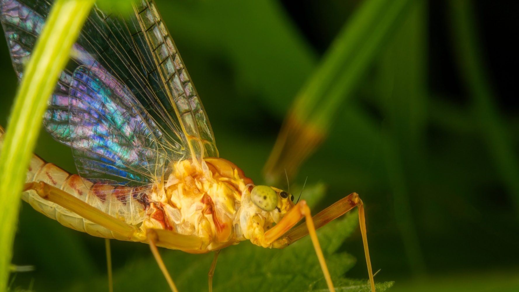 Scientists just rediscovered a rare insect we thought went extinct 20 years ago