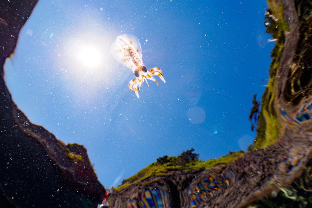 Some Baby Squids Can Go From Hatchling to Adult in Mere Hours