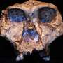 New clues from two million-year-old tooth enamel tell us more about an ancient relative of humans