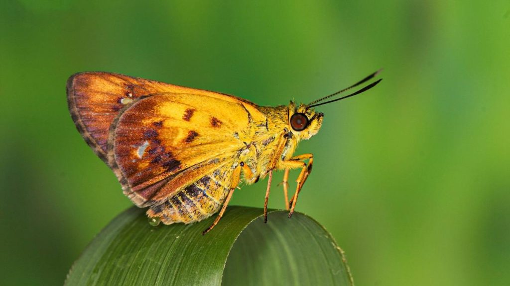 New Butterfly Species Zographetus Mathewi Discovered in Western Ghats