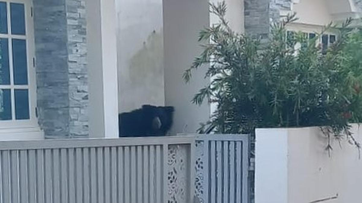 forest-department-drives-away-sloth-bear-harassed-by-residents-shooting-videos-in-the-nilgiris