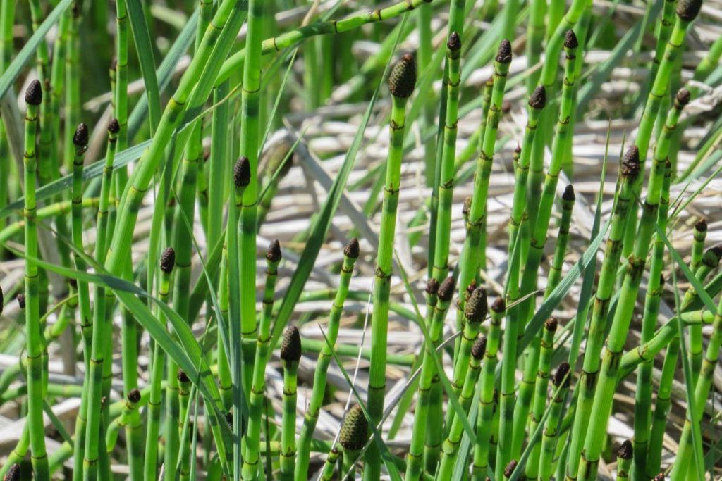 Peculiar plant could help us reconstruct ancient Earth’s climate