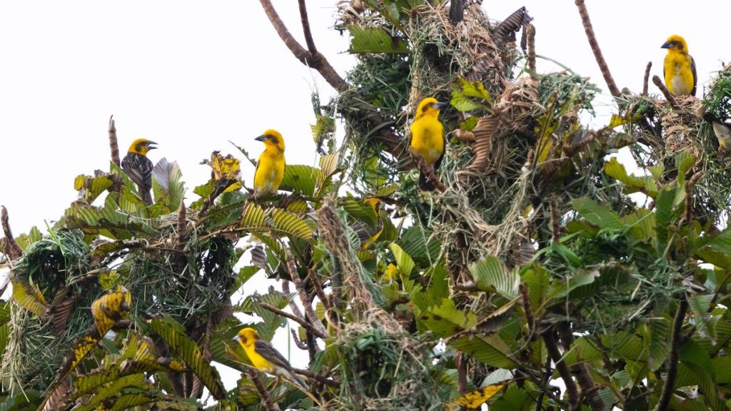 Kaziranga Emerges as Hub for Grassland Bird Diversity