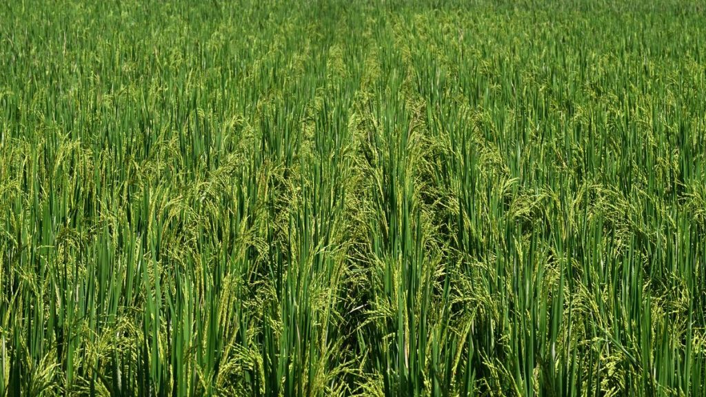 farmers-in-kerala’s-kannur-to-stage-protest-against-fertilizer-price-hike,-subsidy-cuts