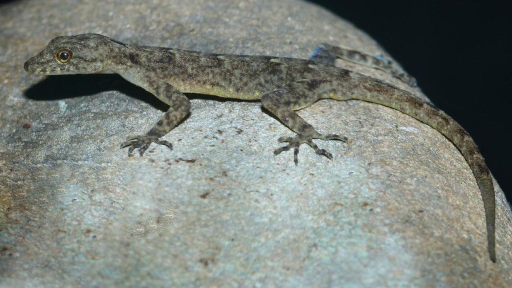 New Gecko Species Discovered in Assam Named After Brahmaputra