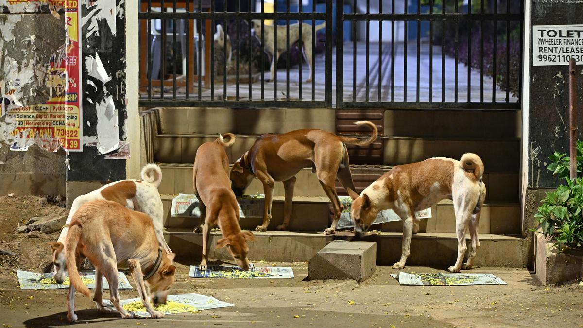 ‘why-don’t-you-feed-them-in-your-house?’-sc-asks-petitioner-over-feeding-of-strays