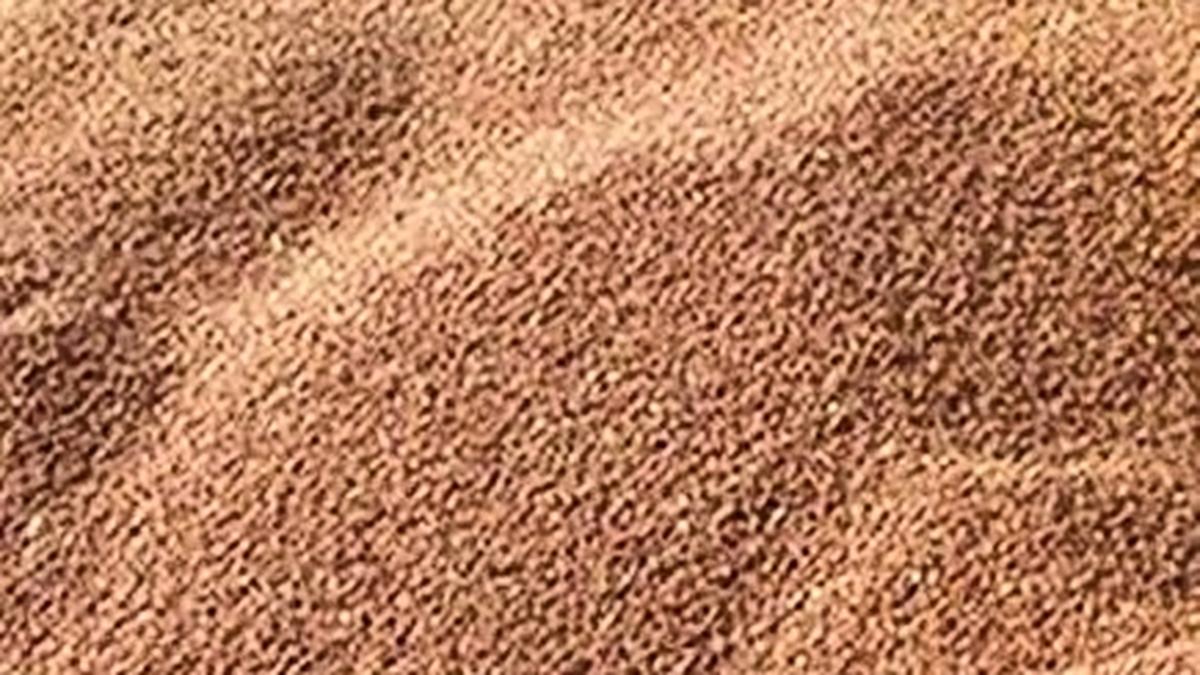 duty-free-import-policy-has-hit-red-gram-farmers-in-state,-says-minister