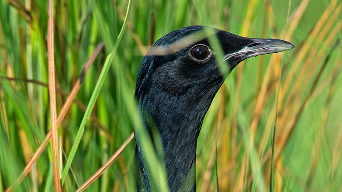 They used to poach this rare bird. Now, they save them.