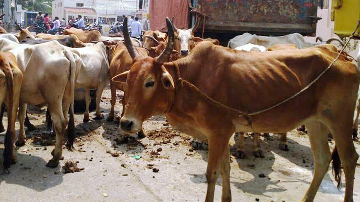 cattle-smuggler-held-after-encounter-in-haryana’s-palwal