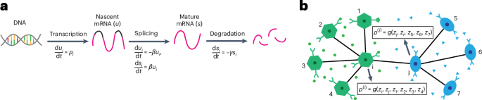 Mapping cell fate transition in space and time