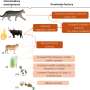 Control fire and ferals in tropical savannas to bring small mammals back