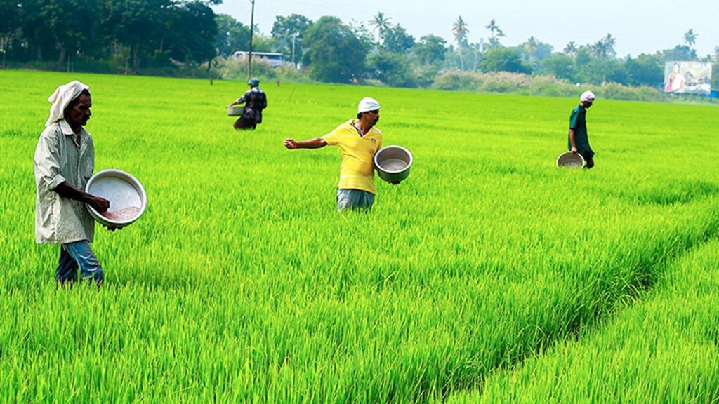 Kerala Allocates ₹100 Crore for Paddy Procurement