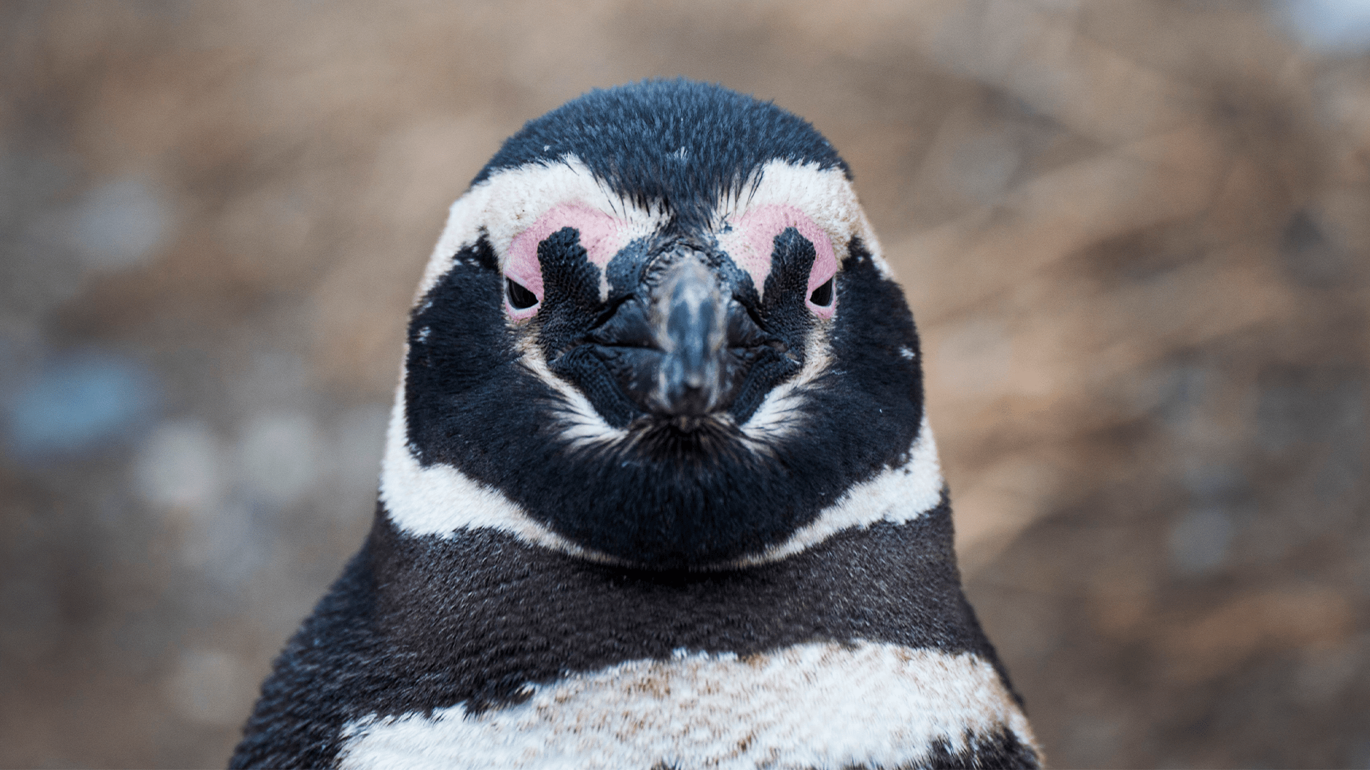 The clever way Magellanic penguins ride—and adjust to—ocean currents