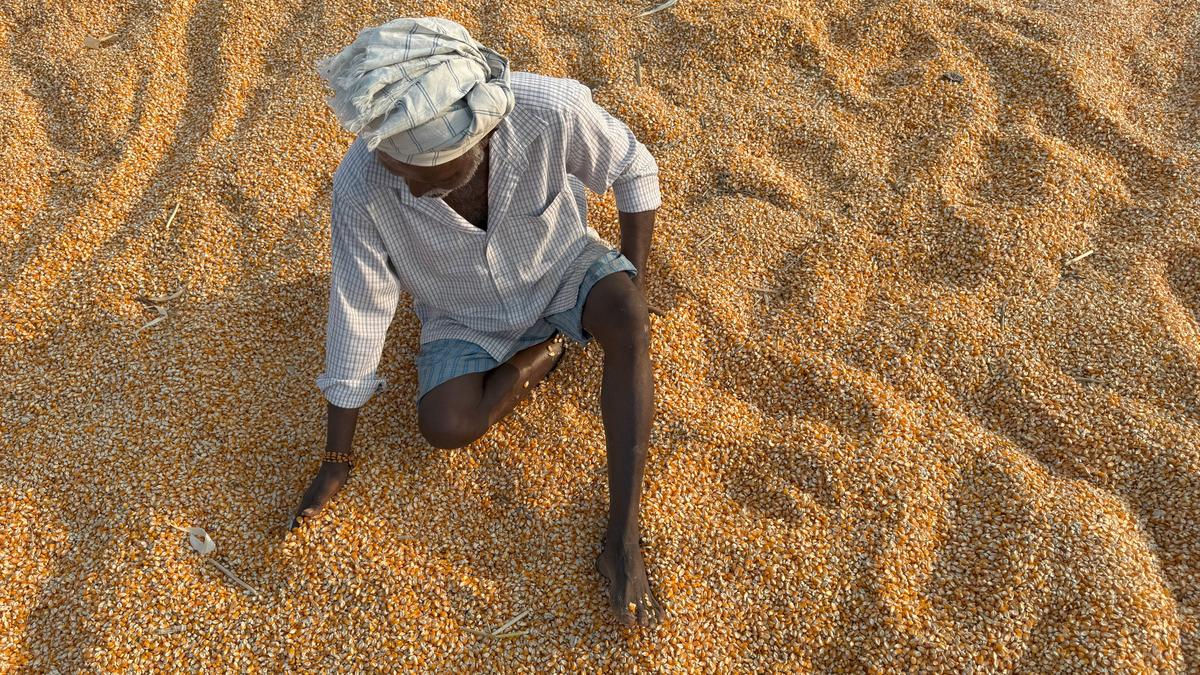 rss-affiliated-farmers’-body-calls-for-cancellation-of-permission-to-test-gm-maize-at-punjab-agricultural-university