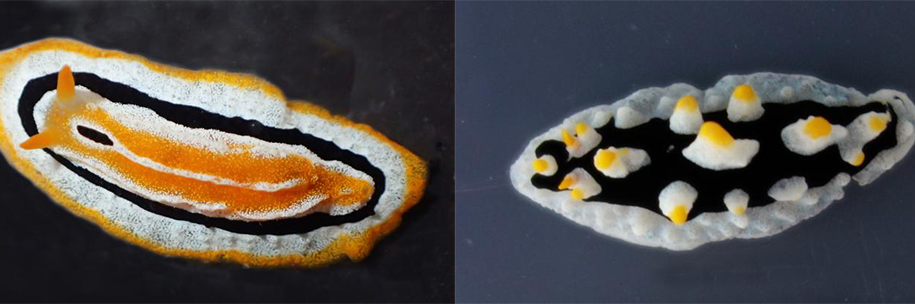 New Sea Slug Species or Gummy Candy?