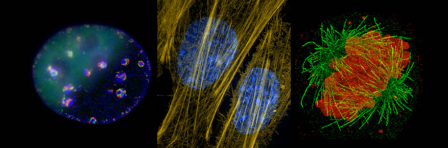 The Inner Lives of Cells
