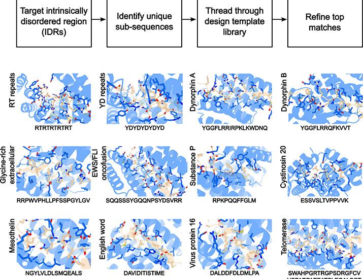 Design of intrinsically disordered region binding proteins | Science