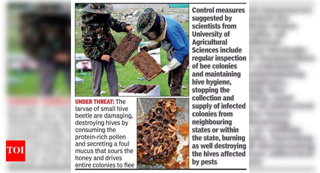 Honey turns sour as beehives in Karnataka come under attack