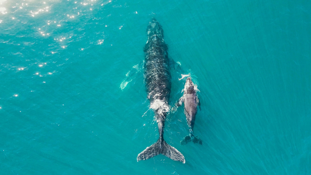 How Placental Mammals, Like Whales and Humans, Evolved Bigger Brains and an Evolutionary Advantage
