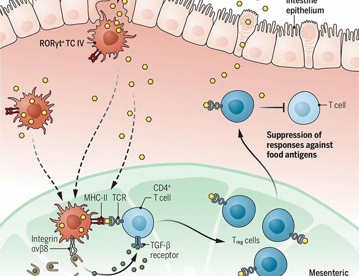 RORing for oral tolerance | Science
