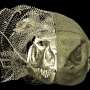 Scientists uncover hidden bone structures in the skin of Australian monitor lizards