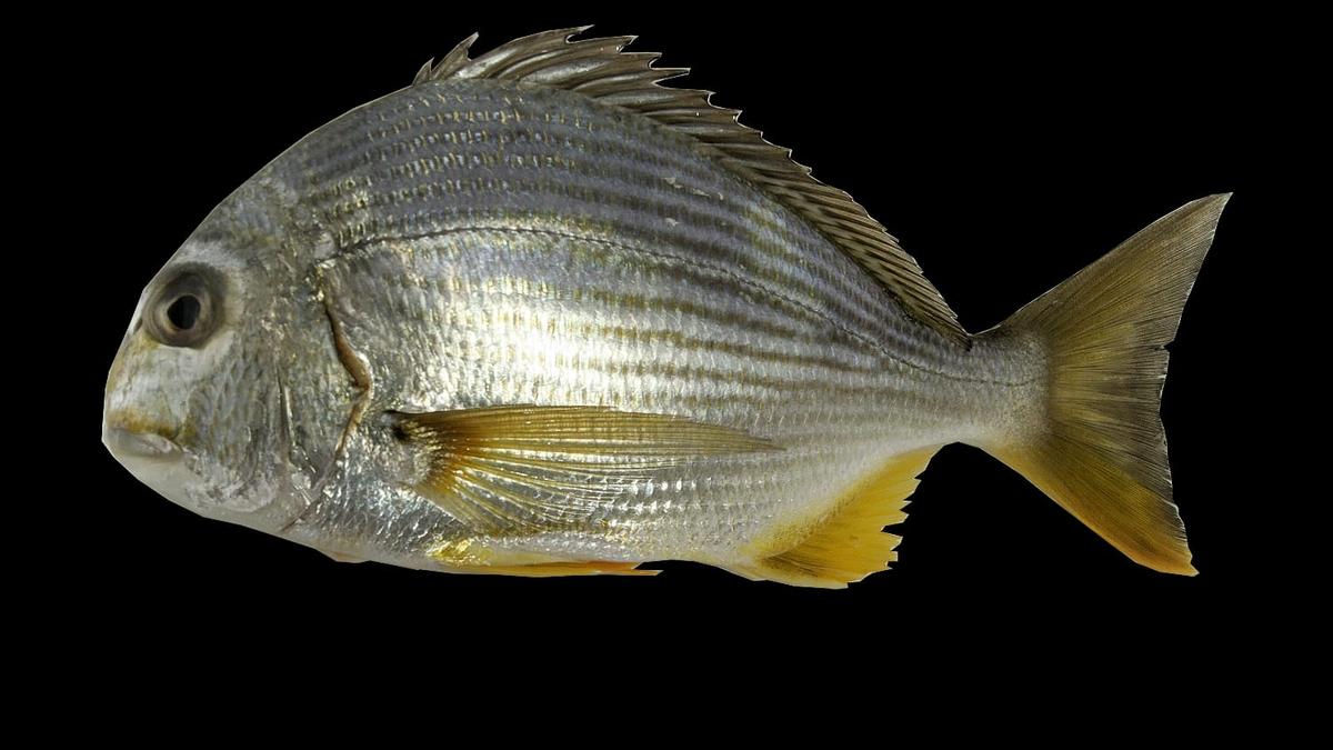 icar-ciba-successfully-sequences-genome-of-goldlined-seabream