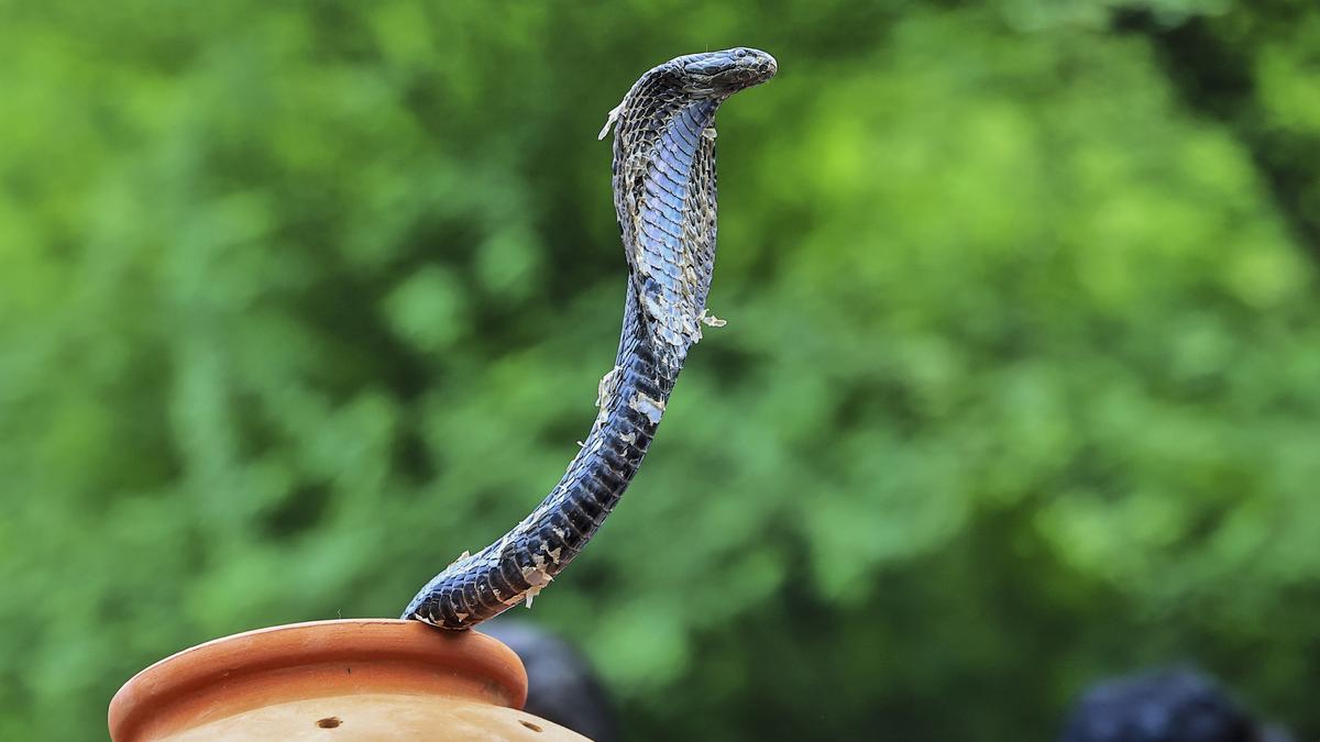 kerala-drags-feet-on-snakebite-surveillance;-yet-to-declare-snakebites-as-notifiable-disease-despite-centre’s-directive