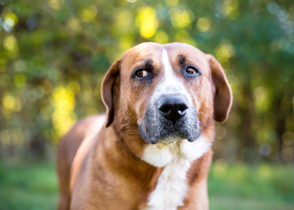 Is Your Dog Secretly Judging You?