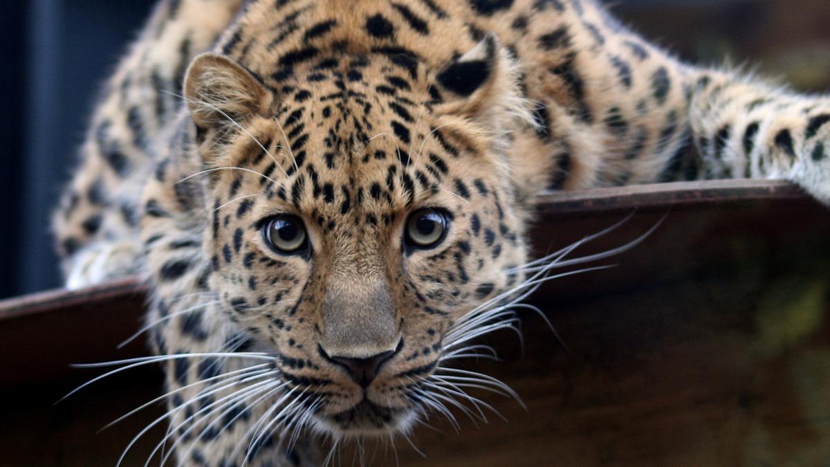 leopard-movement-near-gandipet-keeps-foresters-on-tenterhooks