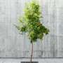 Two ways cities can beat the heat: Which is best, urban trees or cool roofs?