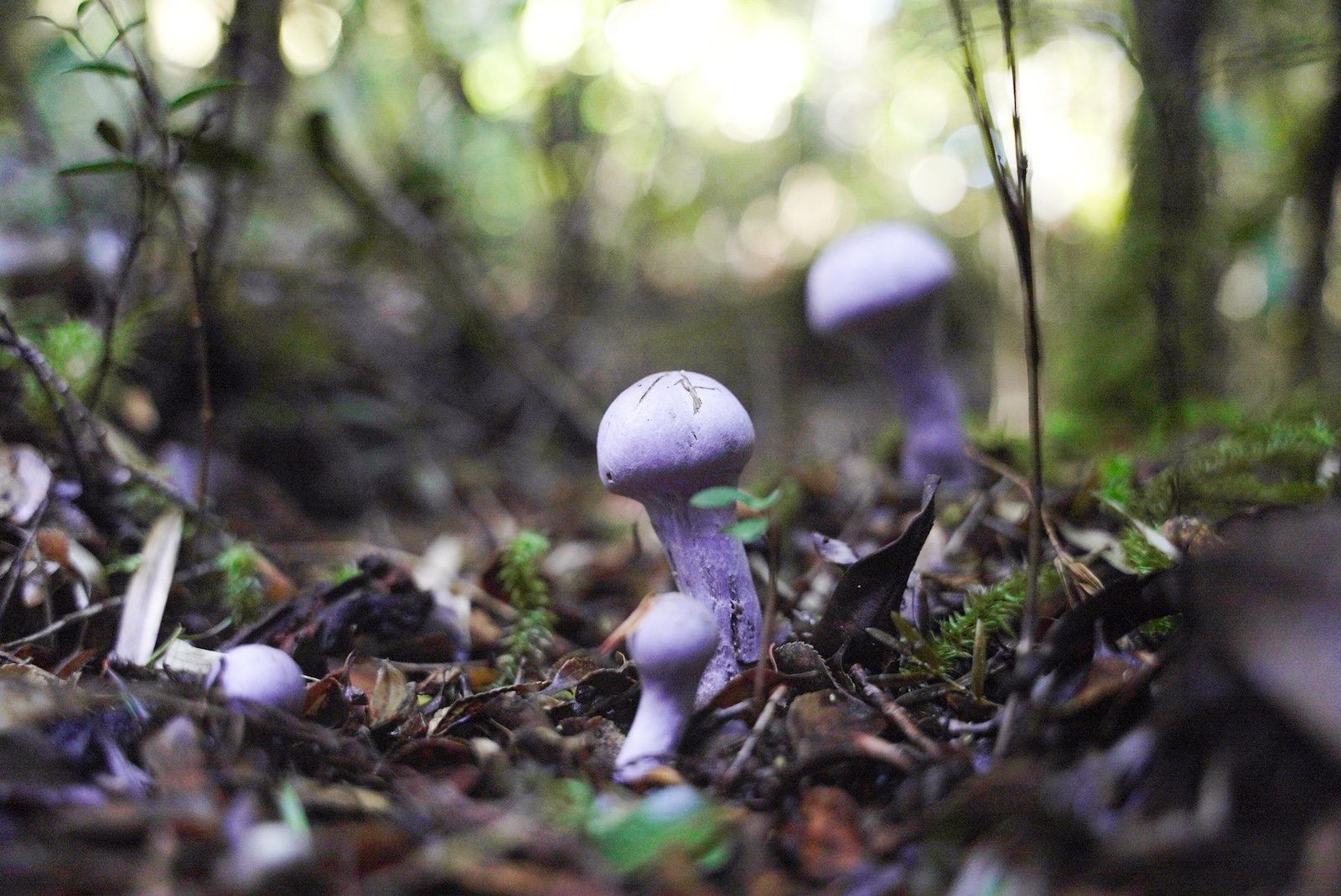 There’s a surprising climate solution right under your feet