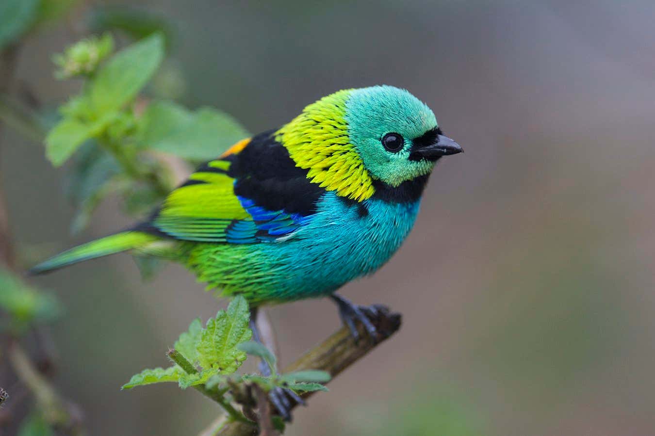 The secret to what makes colours pop on dazzling songbirds