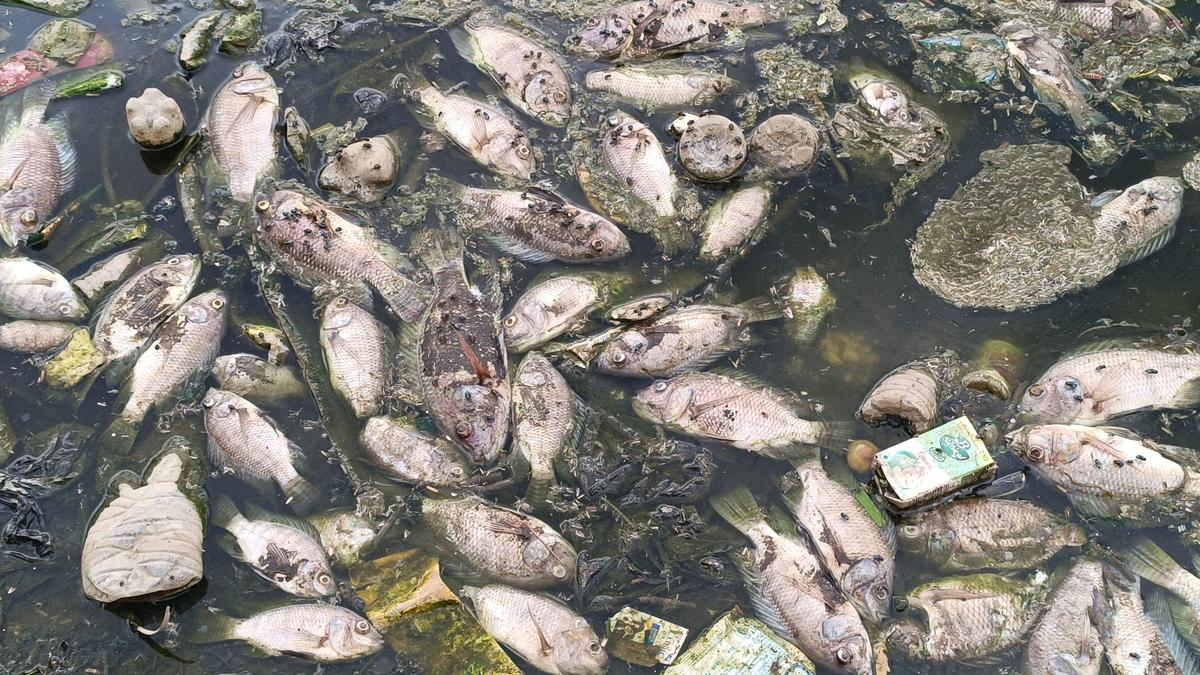 large-number-of-fish-found-dead-in-irrigation-tank-near-tirupattur-town