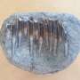 Clues for dinosaurs’ diets found in the chemistry of their fossil teeth