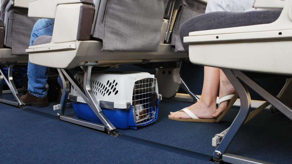 India Issues Directive to Airlines on Unauthorised Live Animal Transport