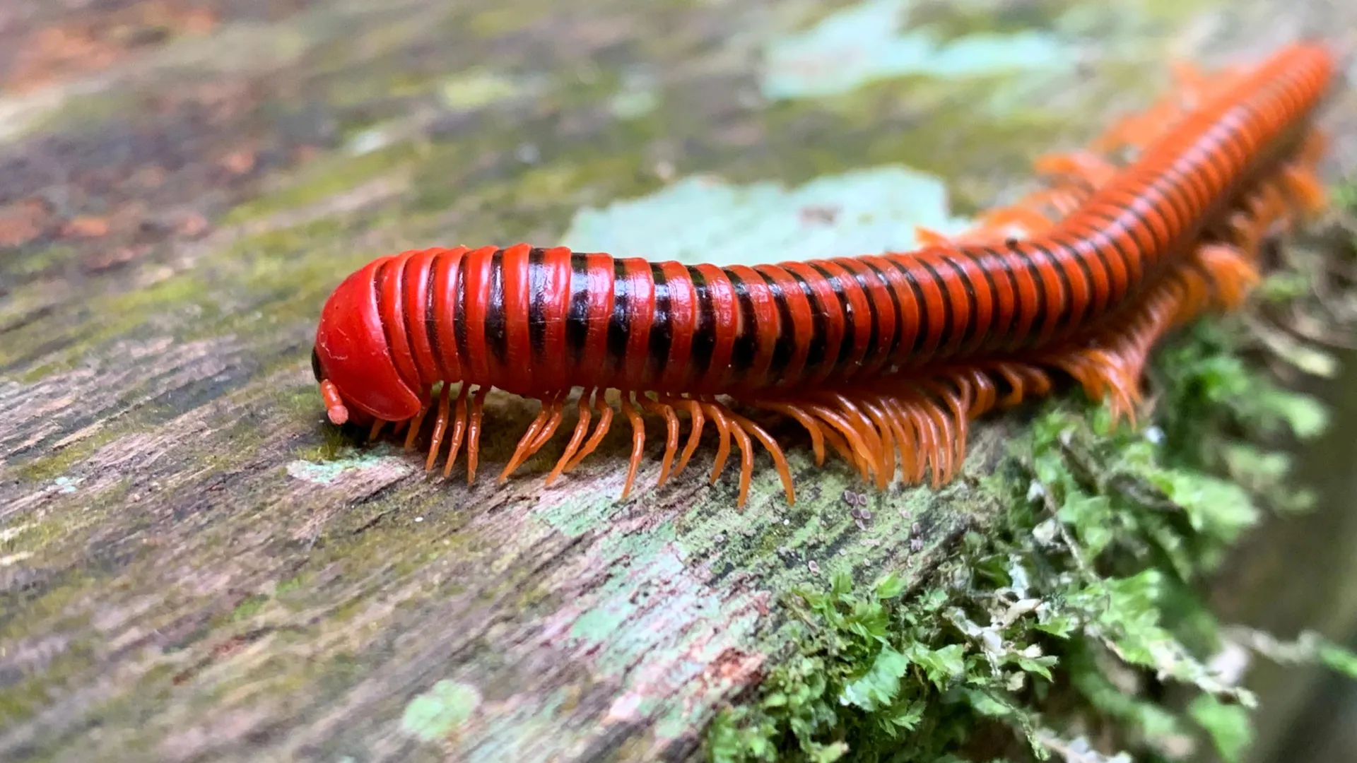 Millipedes make ants dizzy — and might soon treat human pain