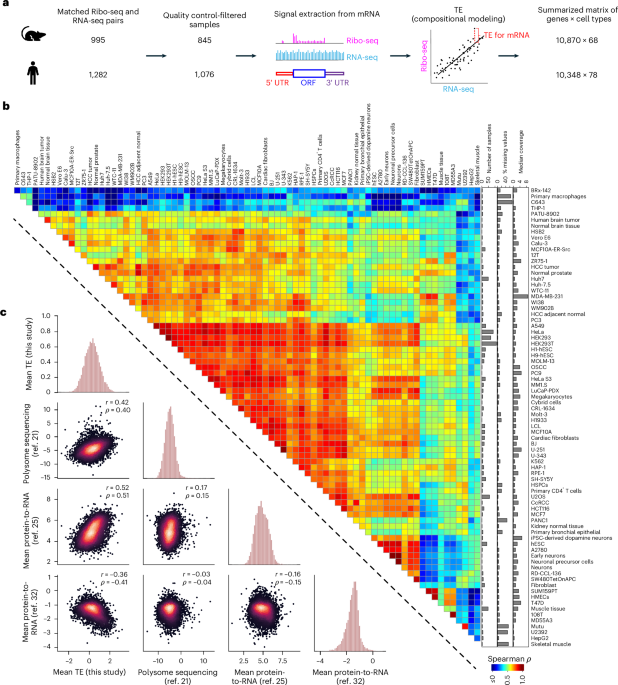 Predicting the translation efficiency of messenger RNA in mammalian cells