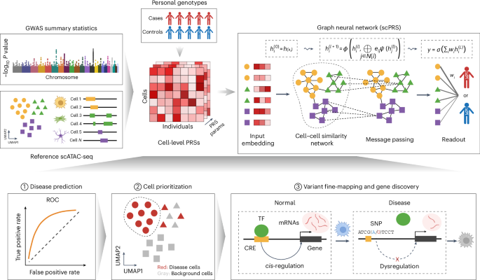 Single-cell polygenic risk scores dissect cellular and molecular heterogeneity of complex human diseases