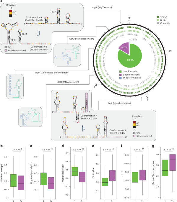 Identification of conserved RNA regulatory switches in living cells using RNA secondary structure ensemble mapping and covariation analysis