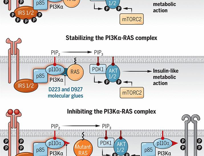 Harnessing insulin biology to treat diabetes and cancer | Science