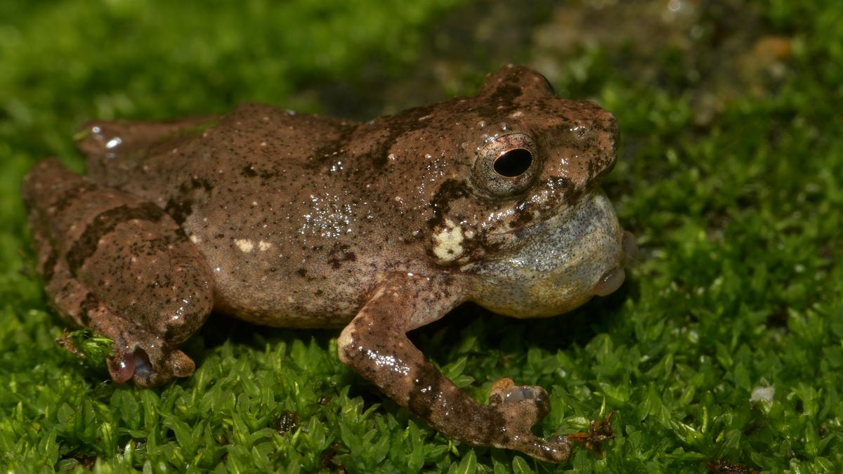 new-frog-from-meghalaya-named-after-khasi-rice-dish